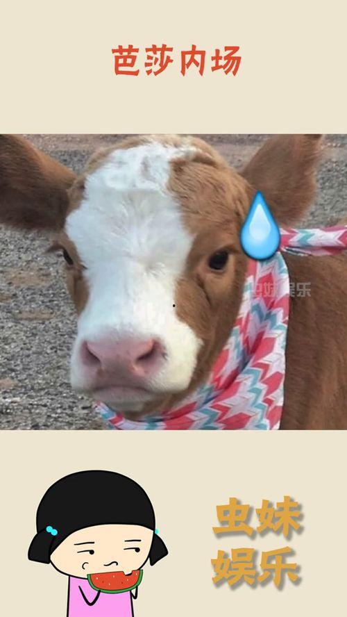 娱乐吃瓜酱狐狸